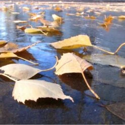 Fijnmazig Vijvernet 6 × 5 Meter 5 Fijnmazig Vijvernet 6 × 5 Meter -Buiten Tuin fijnmazig vijvernet 6 x 5 meter 1541778382 1 600