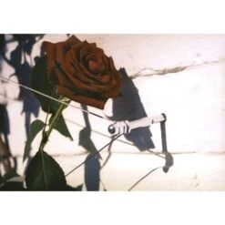 Geleidingssysteem Voor Klimplanten Palissa -Buiten Tuin geleidingssysteem voor klimplanten 1601382137 3 600