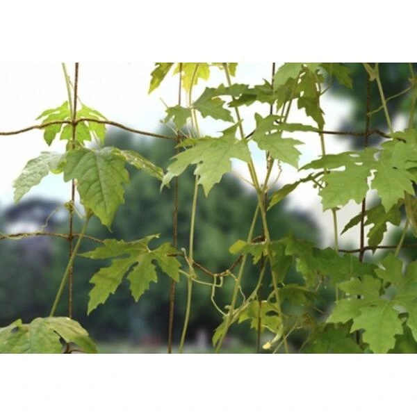 Groeinet Bonen En Erwten 1,8 × 1,8 M 2 Groeinet Bonen En Erwten 1,8 × 1,8 M - Image 2