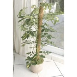 Kokos Kamerplantensteun - Plantstok Ø45 Mm × 1,2 M -Buiten Tuin kokos plantstok 45 mm x 12 m 1622716785 4 600