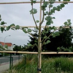 Vigne-fix 7 Cm Plantenbinder - 500 G -Buiten Tuin vignefix 7 cm plantenbinder 1547134454 1 600