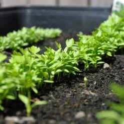 Zaaibak Zwart 57 × 42 × 8 Cm 9 Zaaibak Zwart 57 × 42 × 8 Cm -Buiten Tuin zwarte zaaibak 55 x 40 x 8 cm 1484055699 5 600